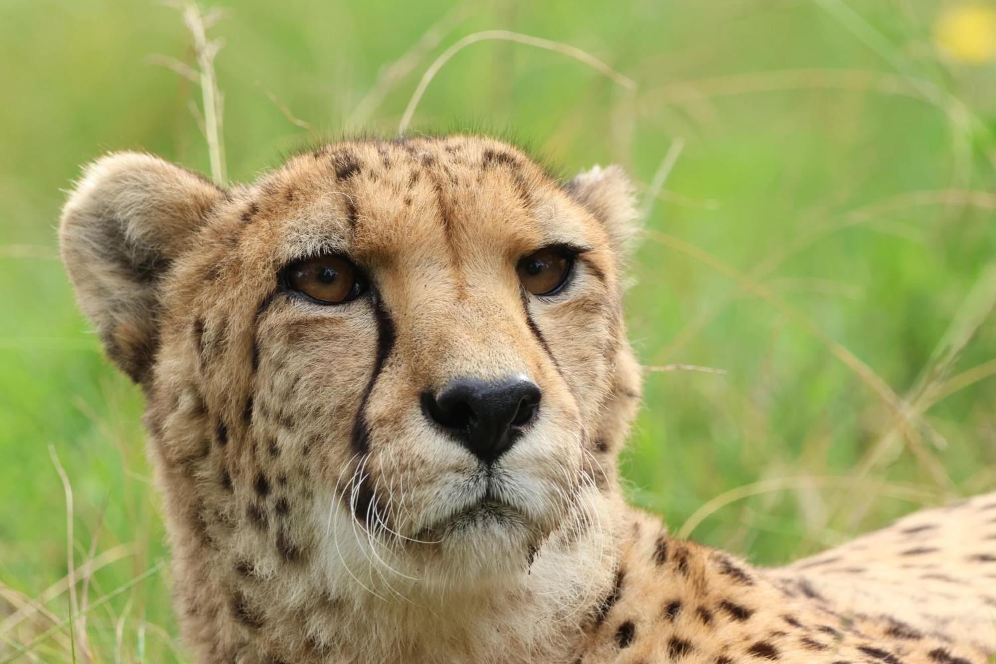 Tenikwa Wildlife Centre & Spa Plettenberg Bay Luaran gambar
